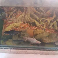 ماهی گوشت خوار|ماهی|مشهد, ایثار|دیوار