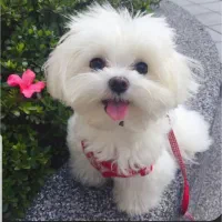 سگ شیتزو پیدا شده