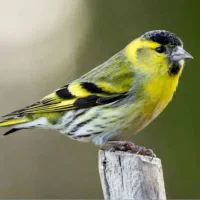 سهره سبز نر بخون