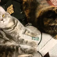 دو عدد گربه اسکاتیش و پرشین