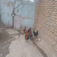 مرغ|حیوانات مزرعه|شازند, |دیوار