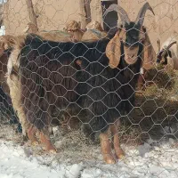 مشهد|حیوانات مزرعه|مشهد, حیدرآباد|دیوار