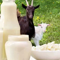 فروش شیر بز