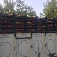فروش انار کهمره|خوردنی و آشامیدنی|شیراز, زرهی|دیوار