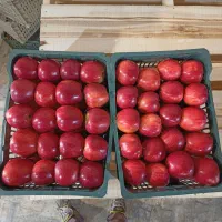 کارگر برای سورتینگ سیب|استخدام صنعتی، فنی، مهندسی|مهاباد (آذربایجان غربی), |دیوار