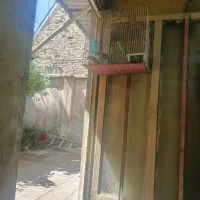 دوعدد سهره نروماده