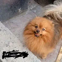 پامرانین نر