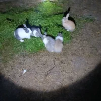 شیش عدد خرگوش بالغ|موش و خرگوش|رضوانشهر, |دیوار