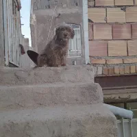 سگ فروشی