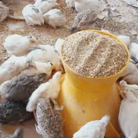 جوجه بلدرچین