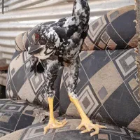 جوجه لاری ۴ماهه|حیوانات مزرعه|رشت, حومه رشت|دیوار