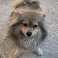 واگذاری سگ پامرانین روباهی