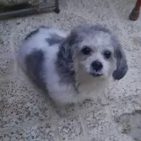 واگذاری سگ شیتزو تربیت شده