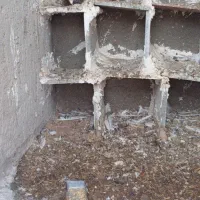 کبوترطوقی|پرنده|کوخرد هرنگ, |دیوار