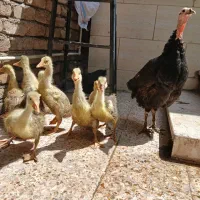 ۹ عدد غاز و بوقلمون