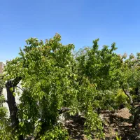 زمین ۵۰۰متر چمن مهرشهر سند آماده