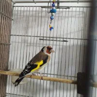 سهره جفت جوجه قفس