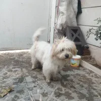 سگ شیتزو تریر نر|سگ|نظرآباد, رسالت|دیوار