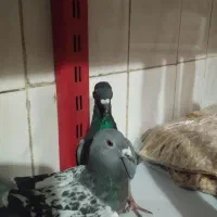 مگس