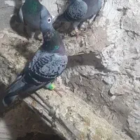 سلام دو جفت المانی اس به زمانت تخم وجوجه