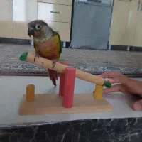 معاوضه با هنگدرام و گیتار ولب تاب و گوشی