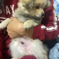 توله پامر معاوضه|سگ|رباط‌کریم, رباط‌کریم|دیوار