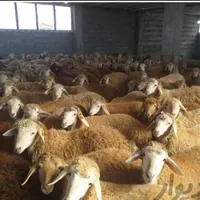 افشار کردستان مغان سنگسر (گوسفند زنده)|حیوانات مزرعه|تهران, تهرانپارس غربی|دیوار