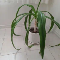 گل اشک ملکه با گلدان سرامیکی بزرگ