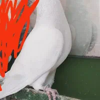 سلام  کبوتر مصری گمشده