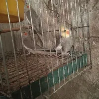 عروس هلندی.وتخم..توضیحات|پرنده|سبزوار, جوادیه شرقی|دیوار