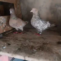 دوجفت تاپ نروماده و یک جفت جوجه