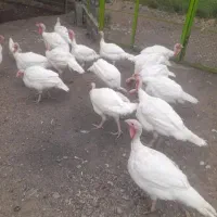 بوقلمون بیوتی ۶