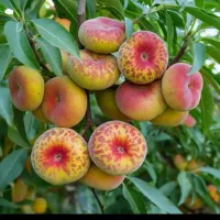 ارسال نهال هلو انجیری پلنگی در محلات تنوع در طعم