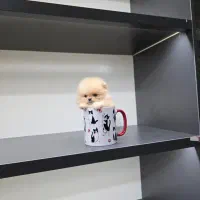 پامرانین فنجونی عروسک