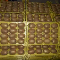حق العمل کاری میدان مرکزی تره بار تهران|عمده‌فروشی|تهران, میدان میوه و تره‌بار مرکزی|دیوار