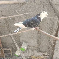 شازده نر معاوضه با طوقی ماده