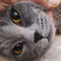 فروش گربه اسکاتیش