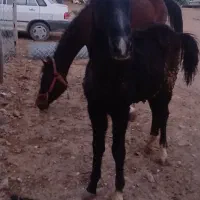 فروش کره اسب عرب درجه یک نریان