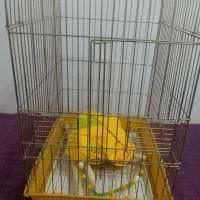 قفس پرنده