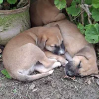 فروش توله سگ