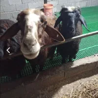 گوسفند نر
