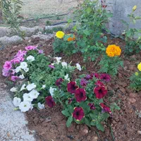 معاوضه باغ شهری سیاخ با خودرو و آپارتمان