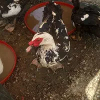 معاوضه باحیوانات مزرعه