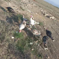 بوقلمون محلی|حیوانات مزرعه|گنبد کاووس, |دیوار