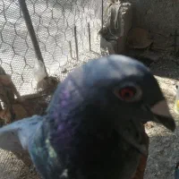 کبوتر مسافتی