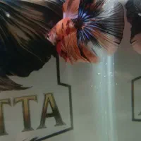 تخفیف ویژه فروش ماهی فایتر وارداتی