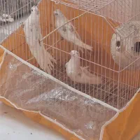 جوجه عروس هلندی|پرنده|میناب, |دیوار