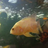 فروش ماهی اسکار|ماهی|شهرضا, |دیوار