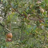 فروش ملک۲۰۰۰متری داریه ۲باب منزل نوساز