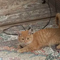 گربه نارنجی